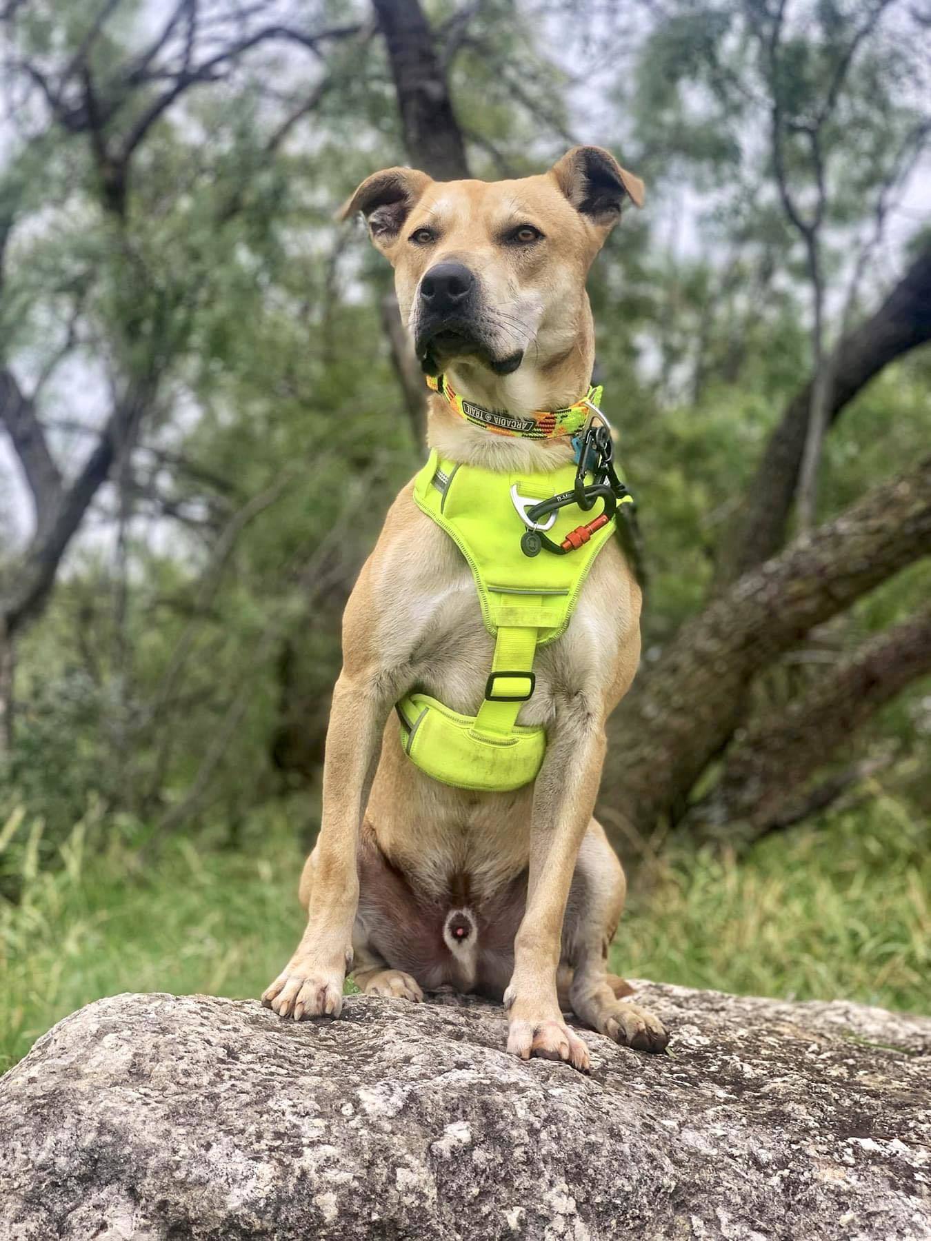 Buddy, an adoptable Pit Bull Terrier, Australian Cattle Dog / Blue Heeler in San Angelo , TX, 76904 | Photo Image 1