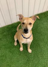 Buddy, an adoptable Pit Bull Terrier, Australian Cattle Dog / Blue Heeler in San Angelo , TX, 76904 | Photo Image 2