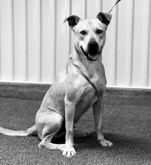 Buddy, an adoptable Pit Bull Terrier, Australian Cattle Dog / Blue Heeler in San Angelo , TX, 76904 | Photo Image 3