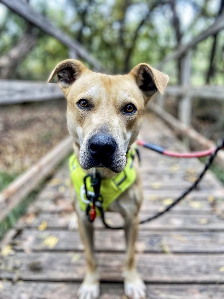Buddy, an adoptable Pit Bull Terrier, Australian Cattle Dog / Blue Heeler in San Angelo , TX, 76904 | Photo Image 4