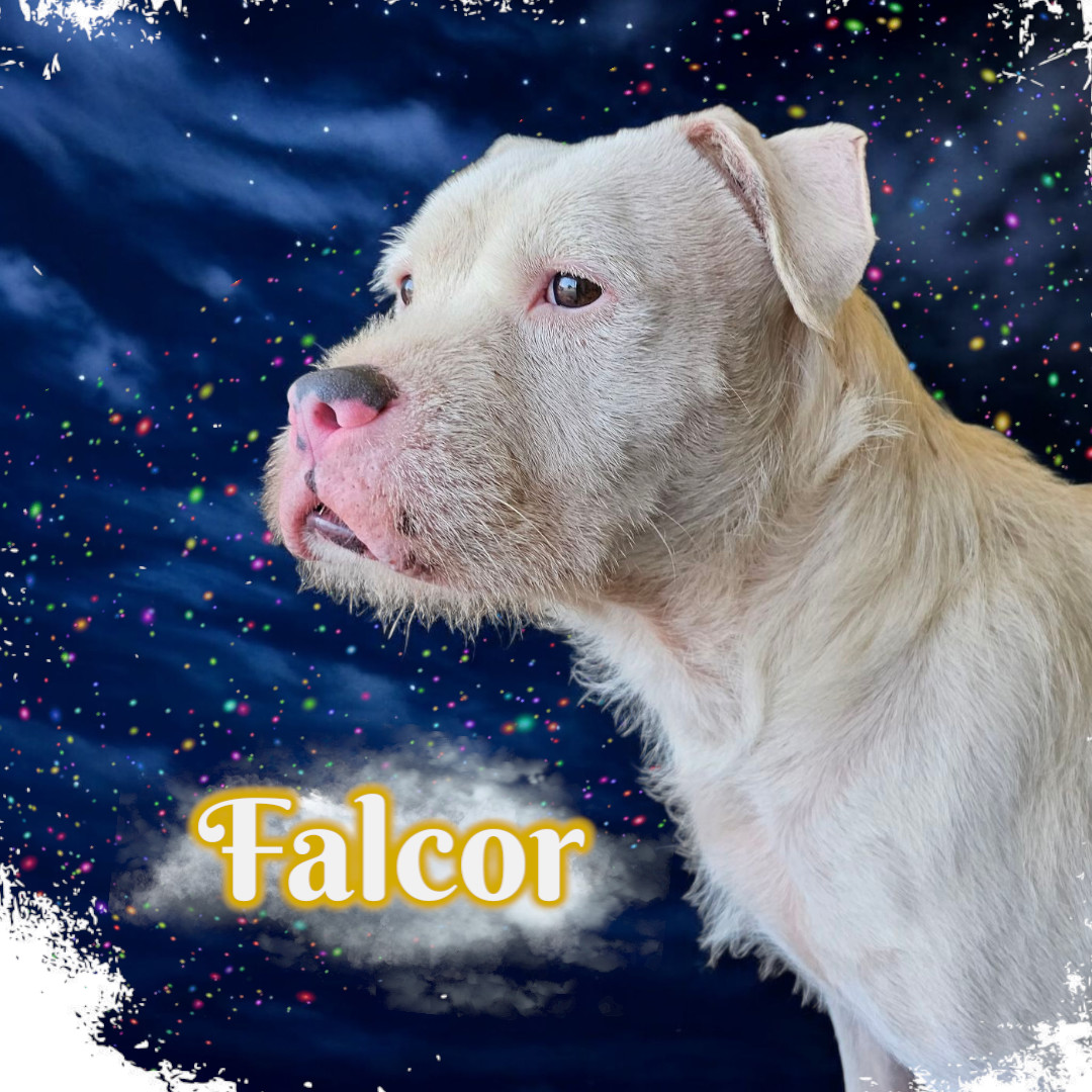 Falcor, an adoptable American Staffordshire Terrier in San Angelo , TX, 76904 | Photo Image 1