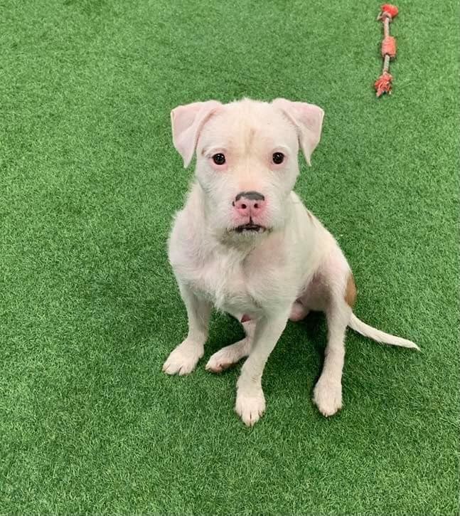 Falcor, an adoptable American Staffordshire Terrier in San Angelo , TX, 76904 | Photo Image 2
