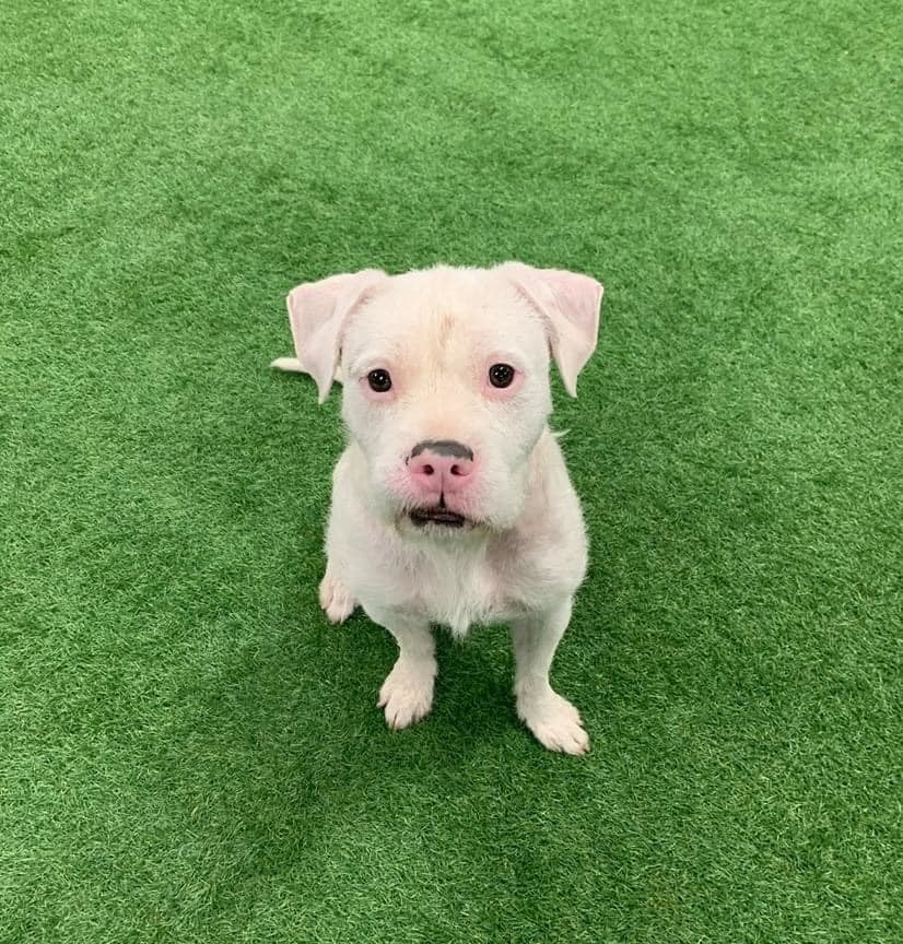 Falcor, an adoptable American Staffordshire Terrier in San Angelo , TX, 76904 | Photo Image 3