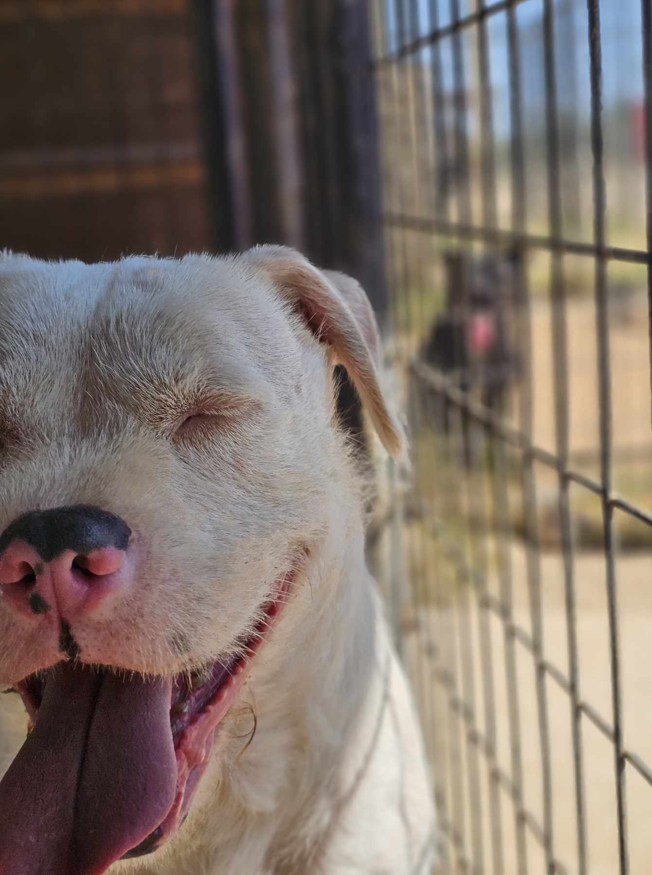 Falcor, an adoptable American Staffordshire Terrier in San Angelo , TX, 76904 | Photo Image 4