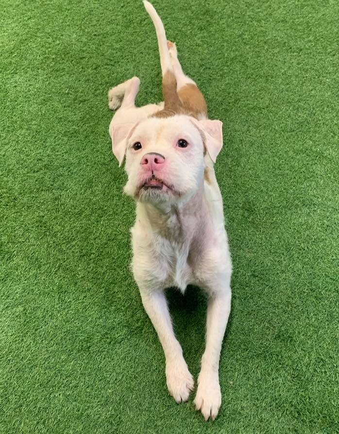 Falcor, an adoptable American Staffordshire Terrier in San Angelo , TX, 76904 | Photo Image 5