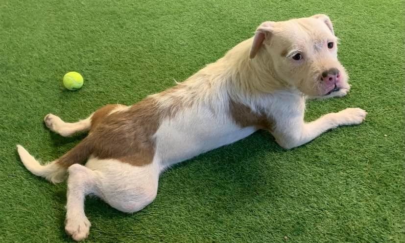 Falcor, an adoptable American Staffordshire Terrier in San Angelo , TX, 76904 | Photo Image 6