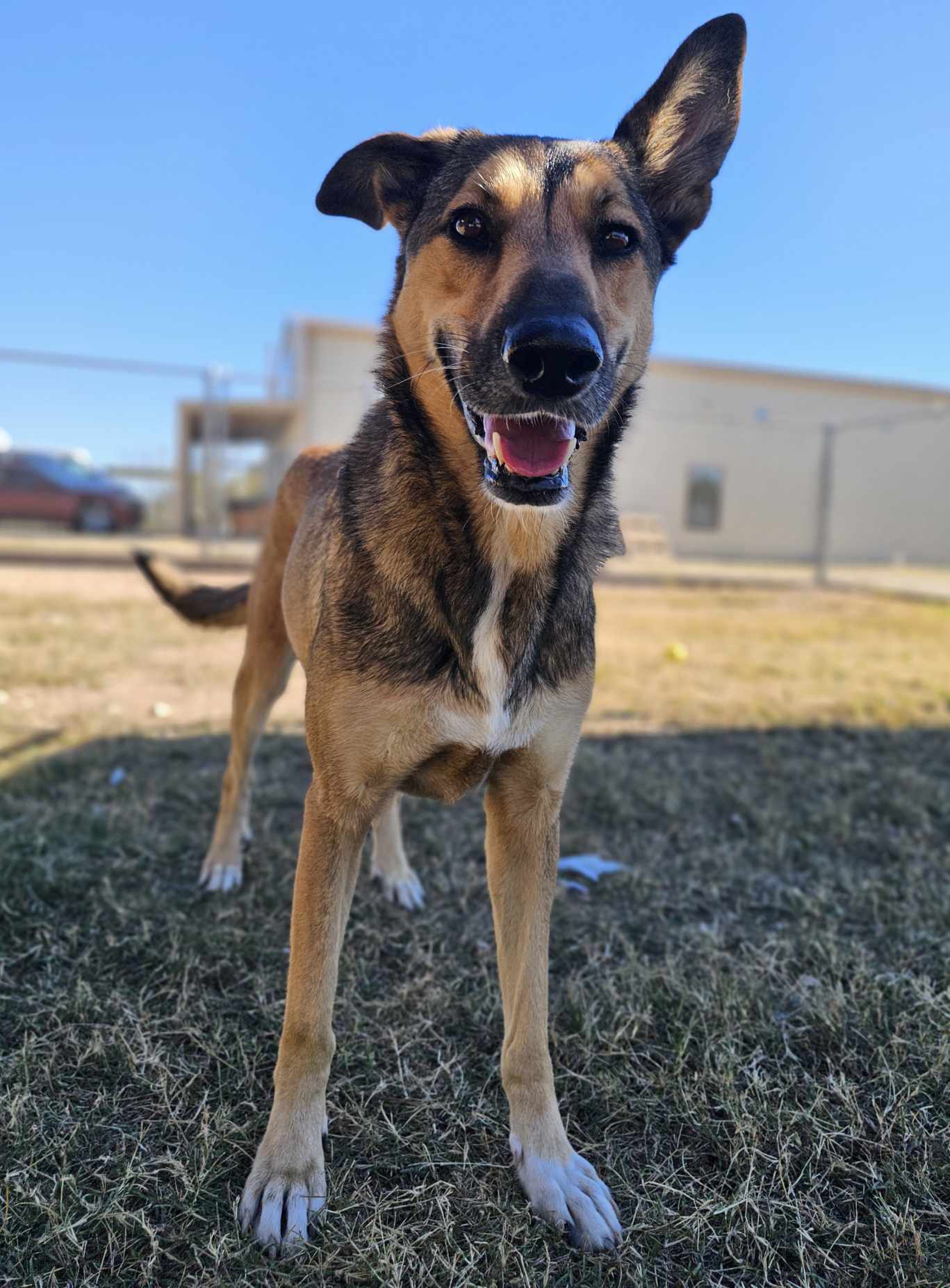 Millie, an adoptable Husky, German Shepherd Dog in San Angelo , TX, 76904 | Photo Image 2