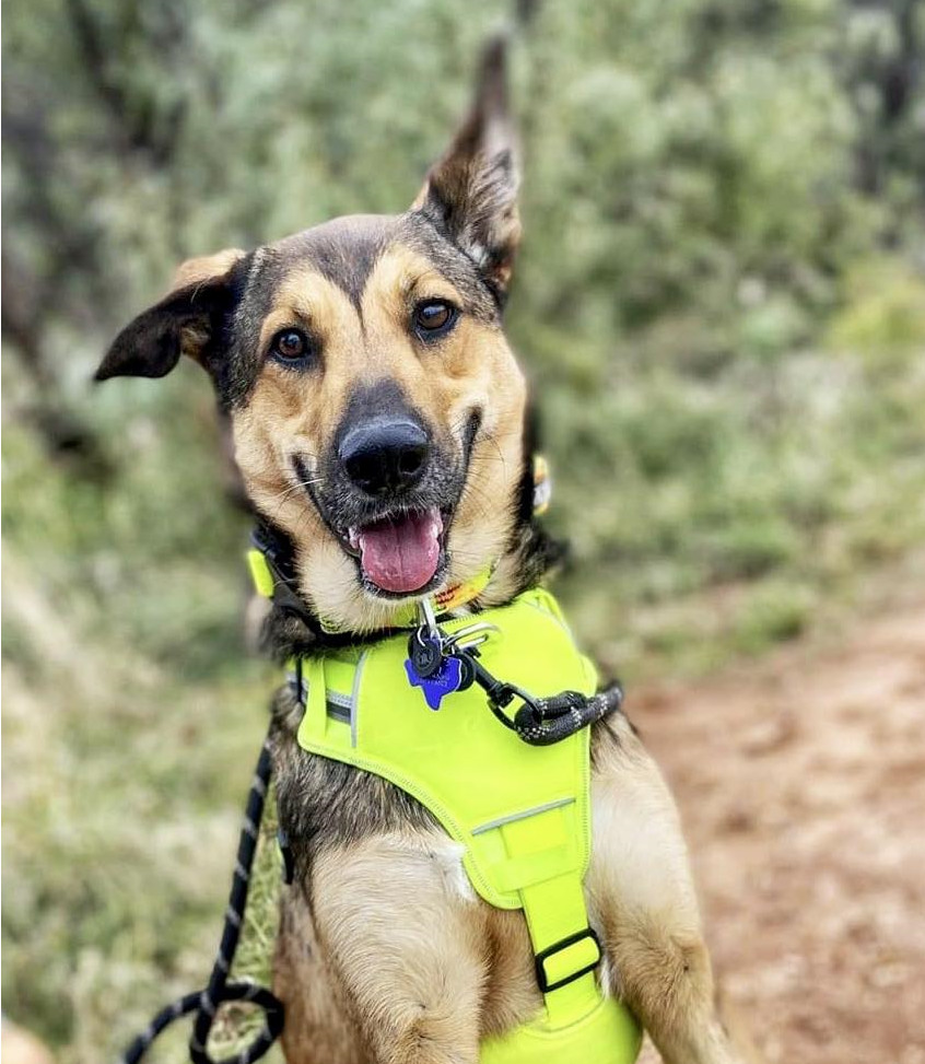 Millie, an adoptable Husky, German Shepherd Dog in San Angelo , TX, 76904 | Photo Image 3