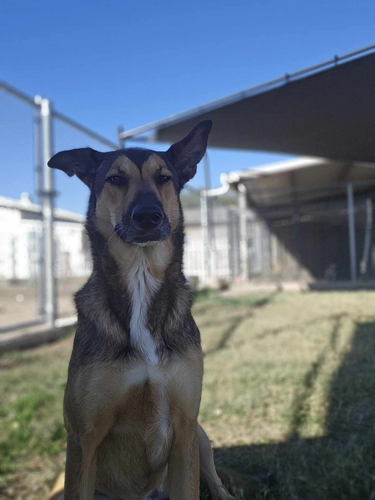 Millie, an adoptable Husky, German Shepherd Dog in San Angelo , TX, 76904 | Photo Image 4
