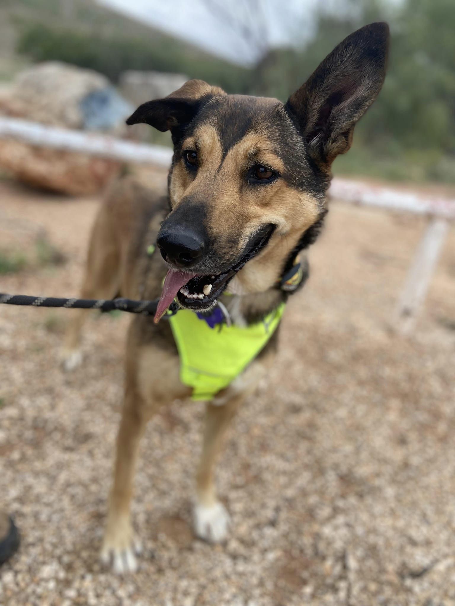 Millie, an adoptable Husky, German Shepherd Dog in San Angelo , TX, 76904 | Photo Image 5