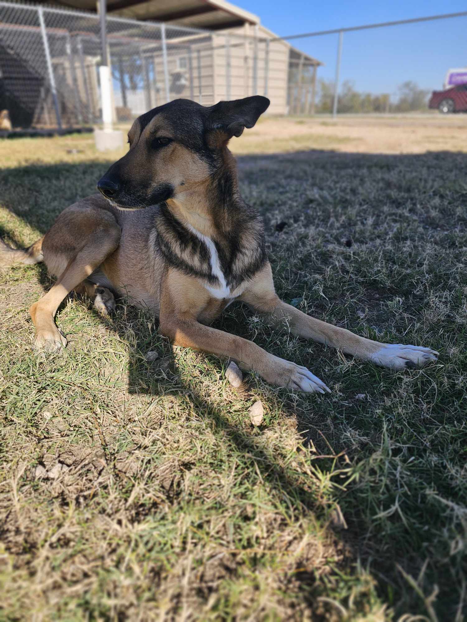 Millie, an adoptable Husky, German Shepherd Dog in San Angelo , TX, 76904 | Photo Image 6