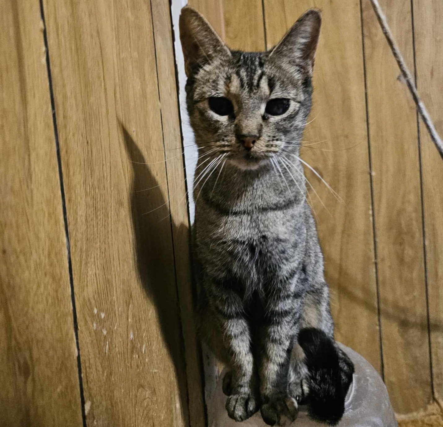 Ruth, an adoptable Domestic Short Hair in San Angelo , TX, 76904 | Photo Image 3