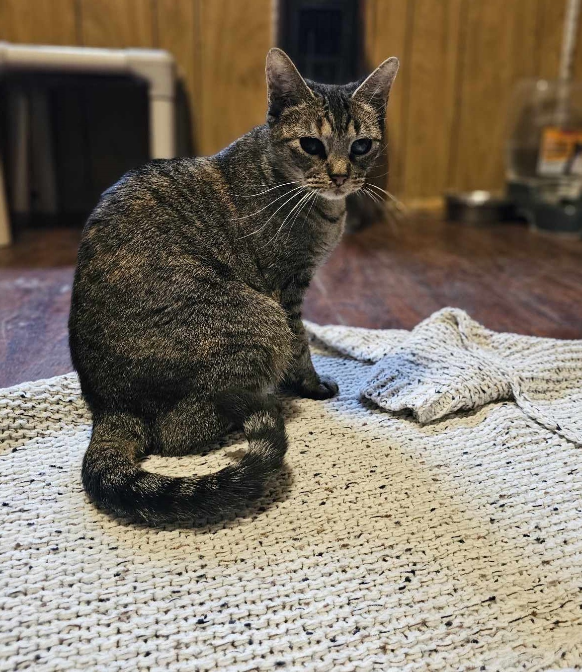 Ruth, an adoptable Domestic Short Hair in San Angelo , TX, 76904 | Photo Image 4