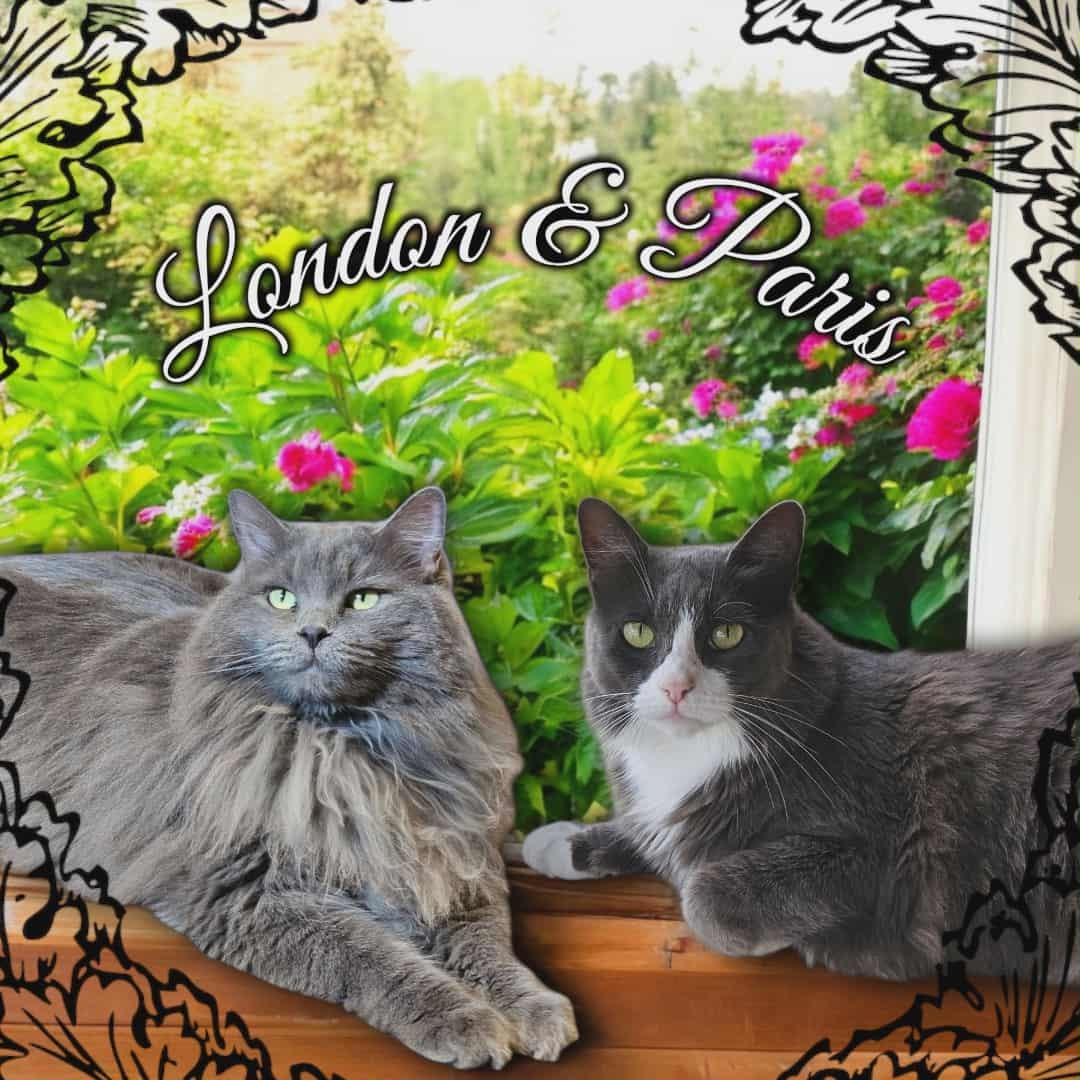Paris & London, an adoptable Domestic Long Hair in San Angelo , TX, 76904 | Photo Image 1