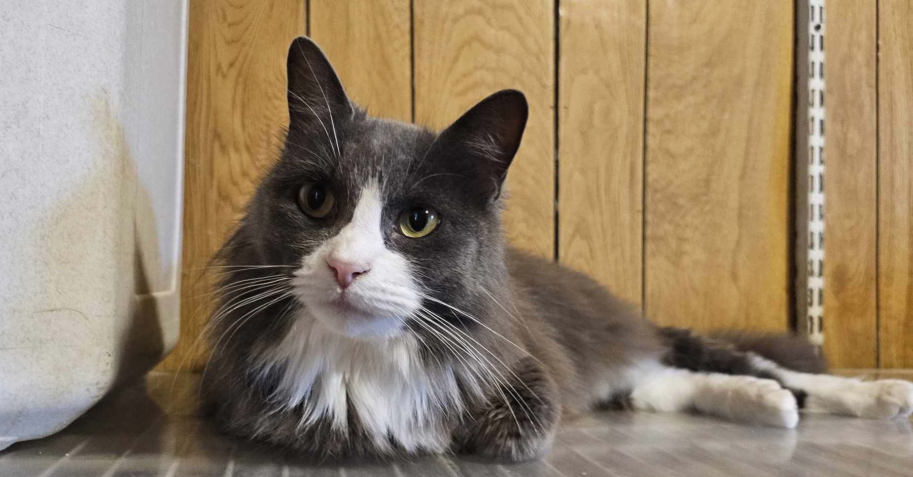 Paris & London, an adoptable Domestic Long Hair in San Angelo , TX, 76904 | Photo Image 2