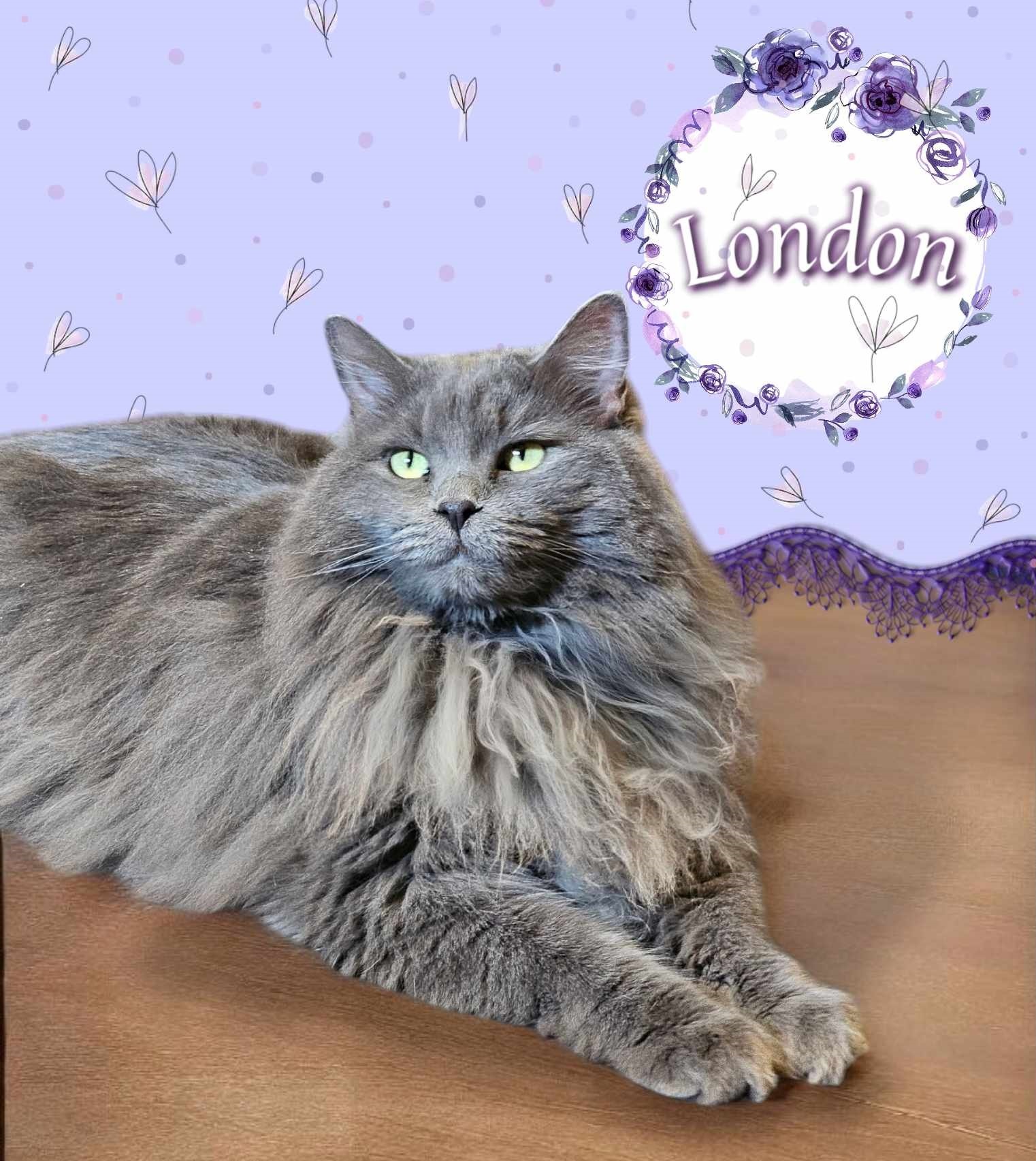 Paris & London, an adoptable Domestic Long Hair in San Angelo , TX, 76904 | Photo Image 3