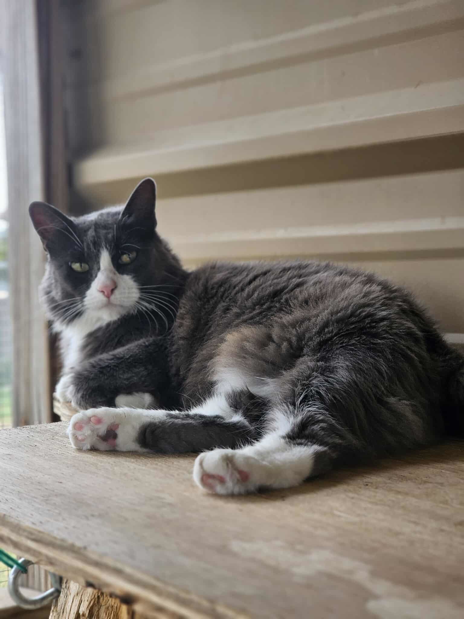 Paris & London, an adoptable Domestic Long Hair in San Angelo , TX, 76904 | Photo Image 3