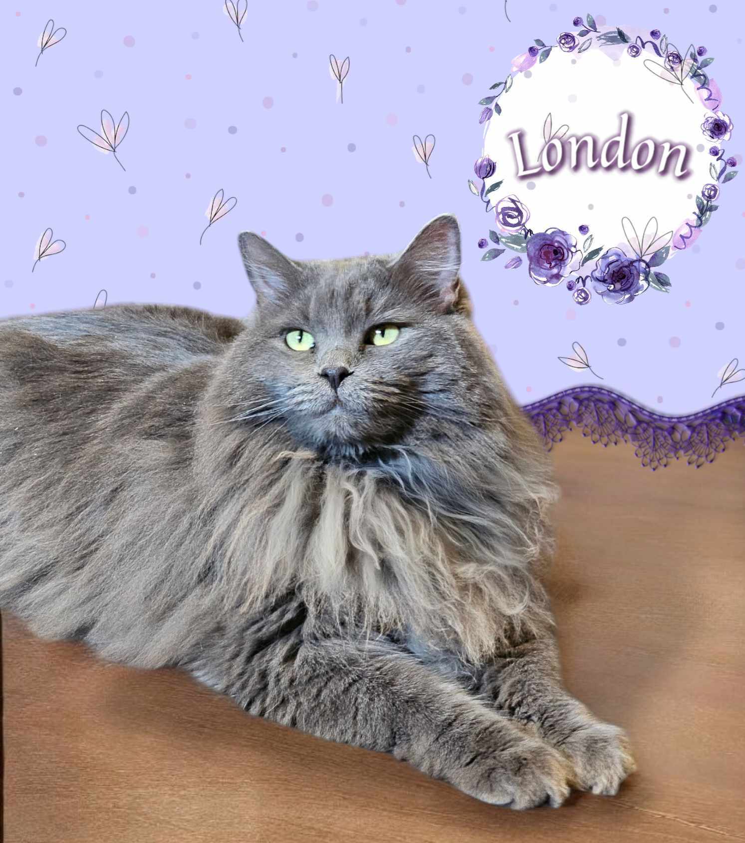 Paris & London, an adoptable Domestic Long Hair in San Angelo , TX, 76904 | Photo Image 4