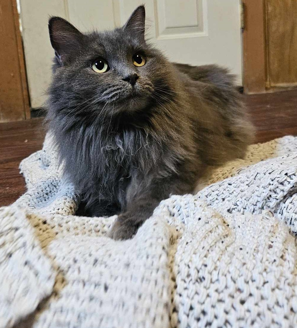 Paris & London, an adoptable Domestic Long Hair in San Angelo , TX, 76904 | Photo Image 4