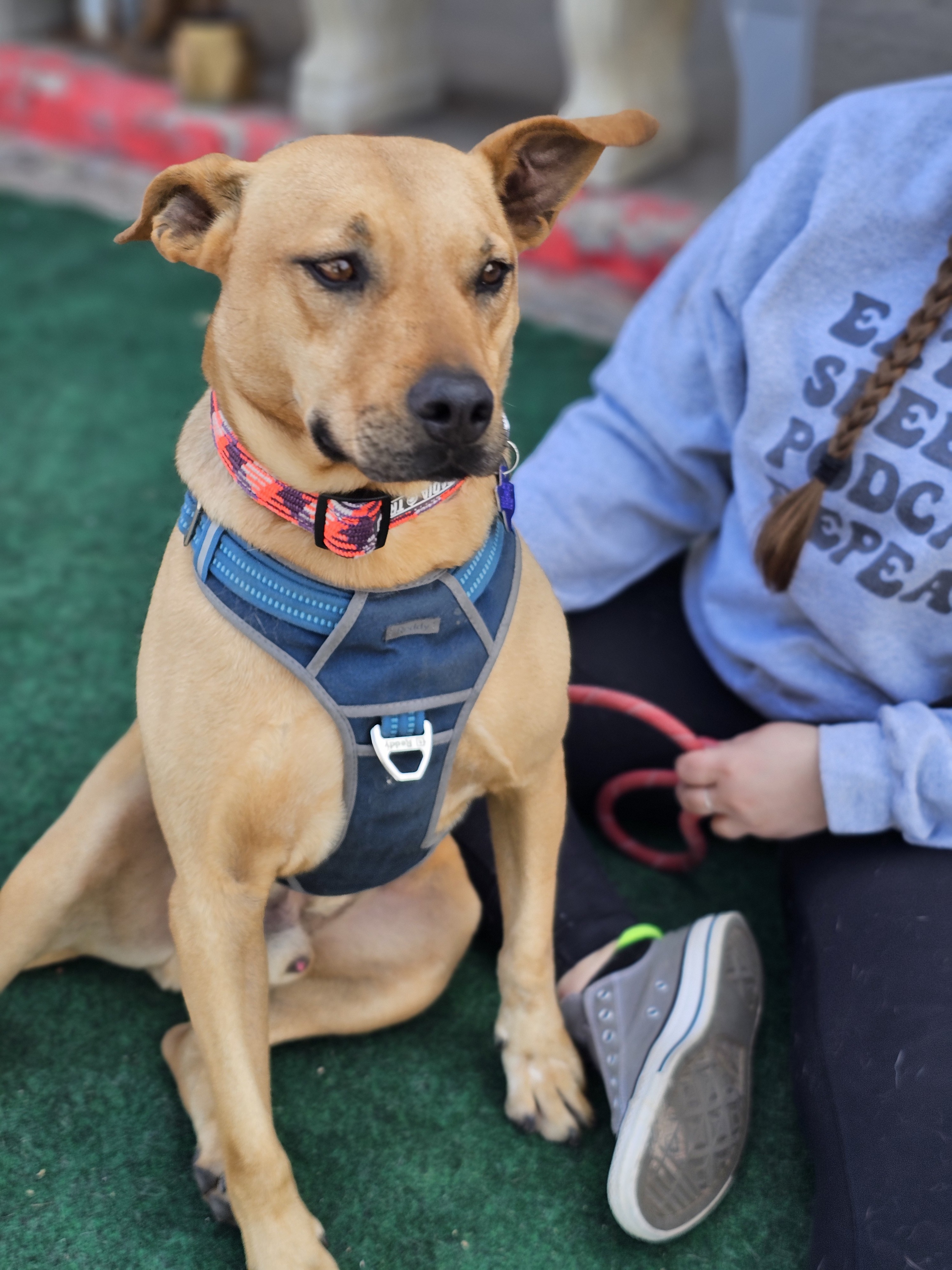 Bradley, an adoptable Pit Bull Terrier, Australian Cattle Dog / Blue Heeler in San Angelo , TX, 76904 | Photo Image 1