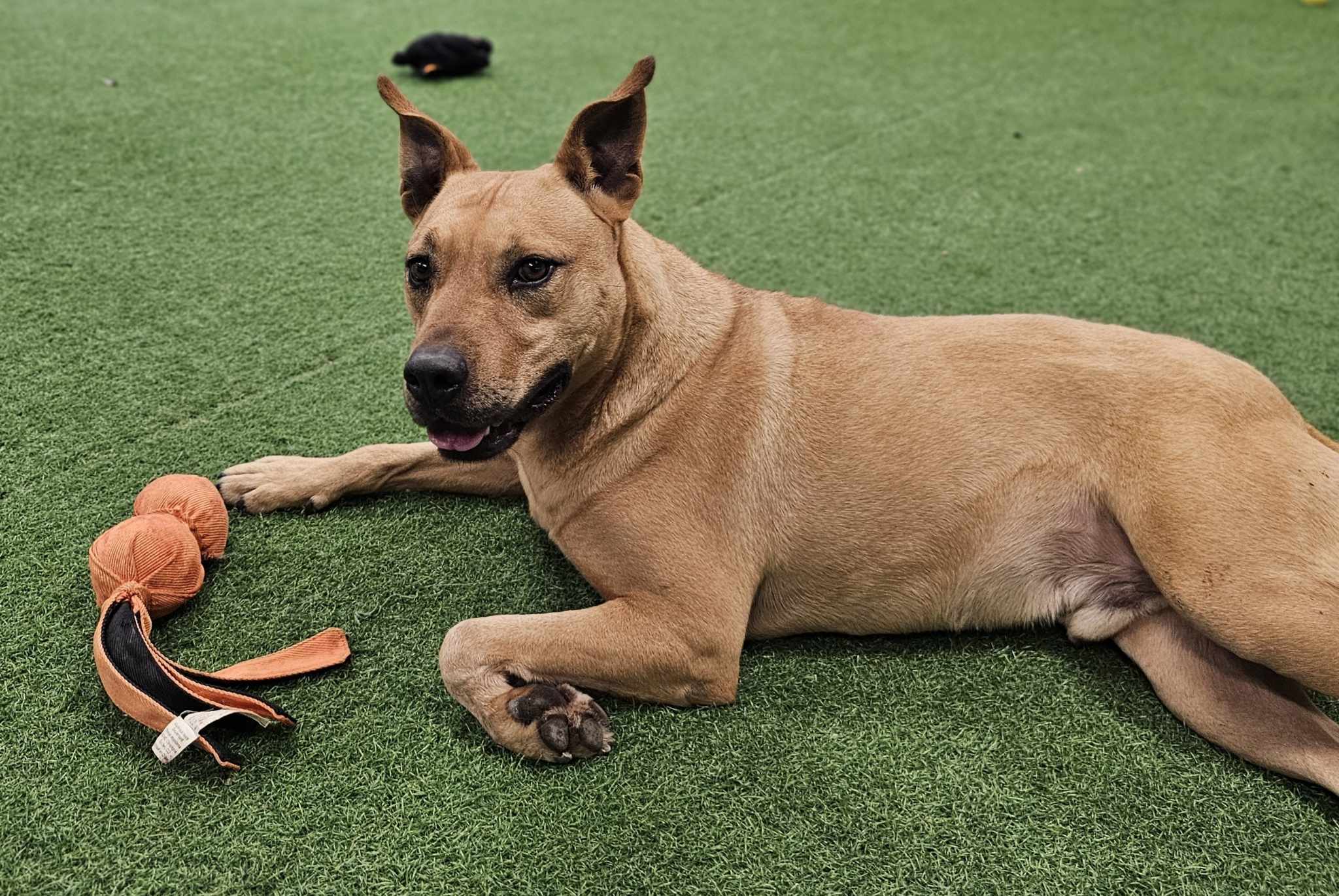 Bradley, an adoptable Pit Bull Terrier, Australian Cattle Dog / Blue Heeler in San Angelo , TX, 76904 | Photo Image 2