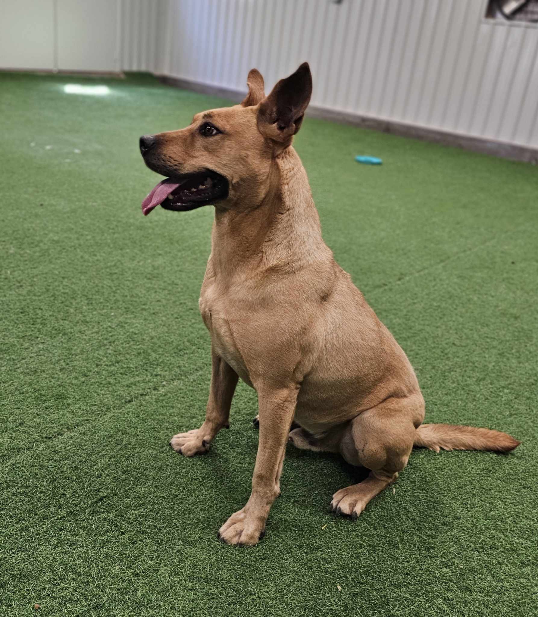 Bradley, an adoptable Pit Bull Terrier, Australian Cattle Dog / Blue Heeler in San Angelo , TX, 76904 | Photo Image 3