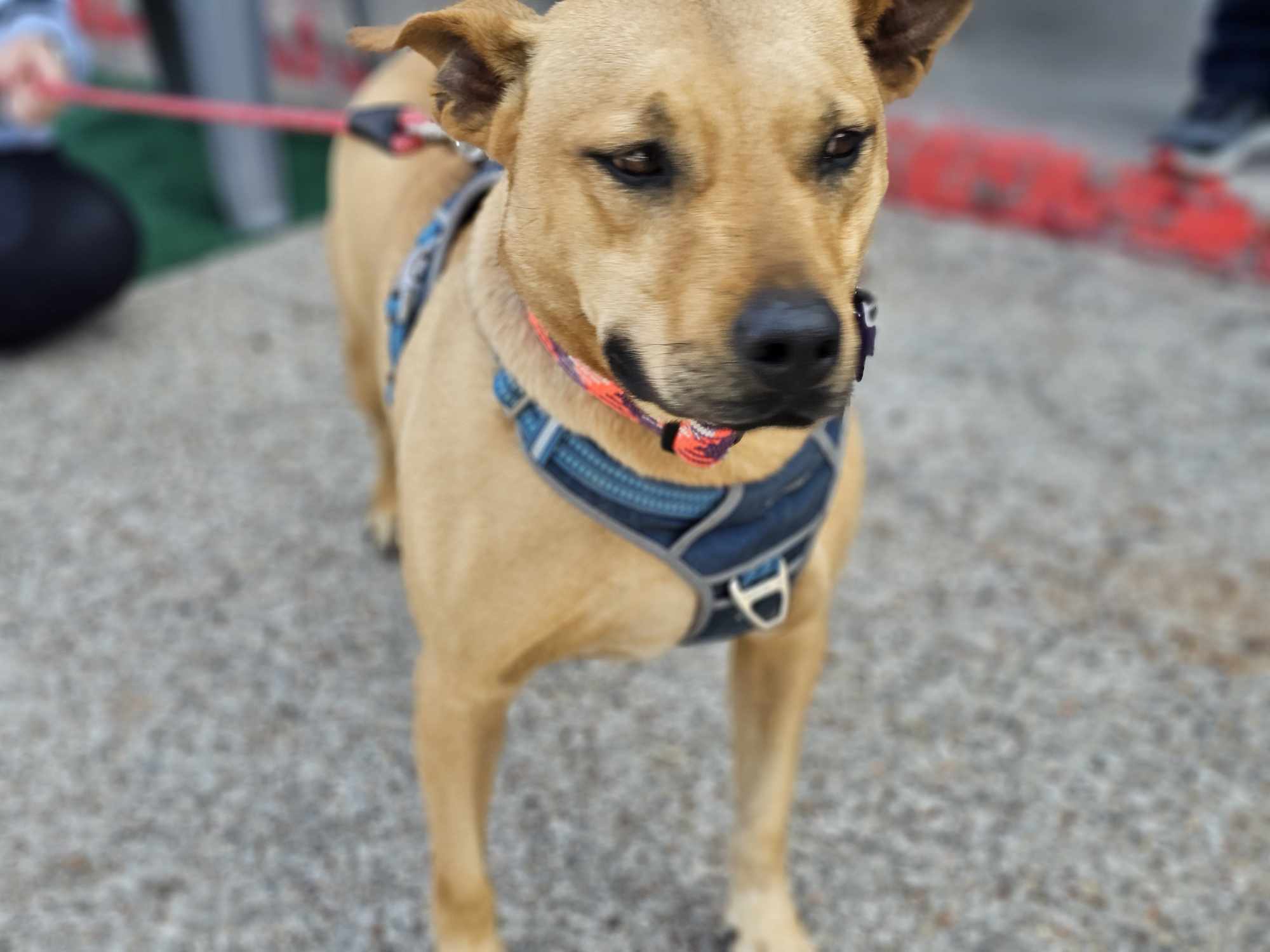 Bradley, an adoptable Pit Bull Terrier, Australian Cattle Dog / Blue Heeler in San Angelo , TX, 76904 | Photo Image 4