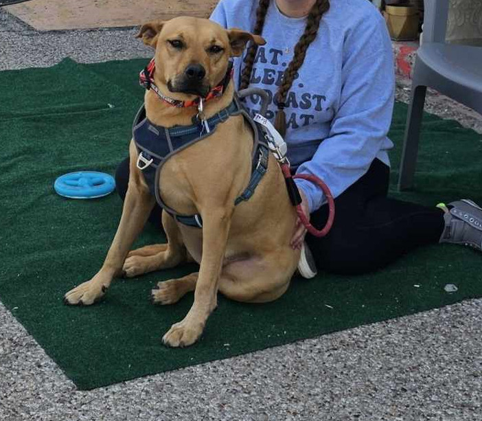 Bradley, an adoptable Pit Bull Terrier, Australian Cattle Dog / Blue Heeler in San Angelo , TX, 76904 | Photo Image 5