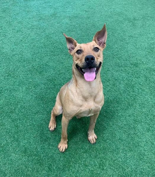 Bradley, an adoptable Pit Bull Terrier, Australian Cattle Dog / Blue Heeler in San Angelo , TX, 76904 | Photo Image 6