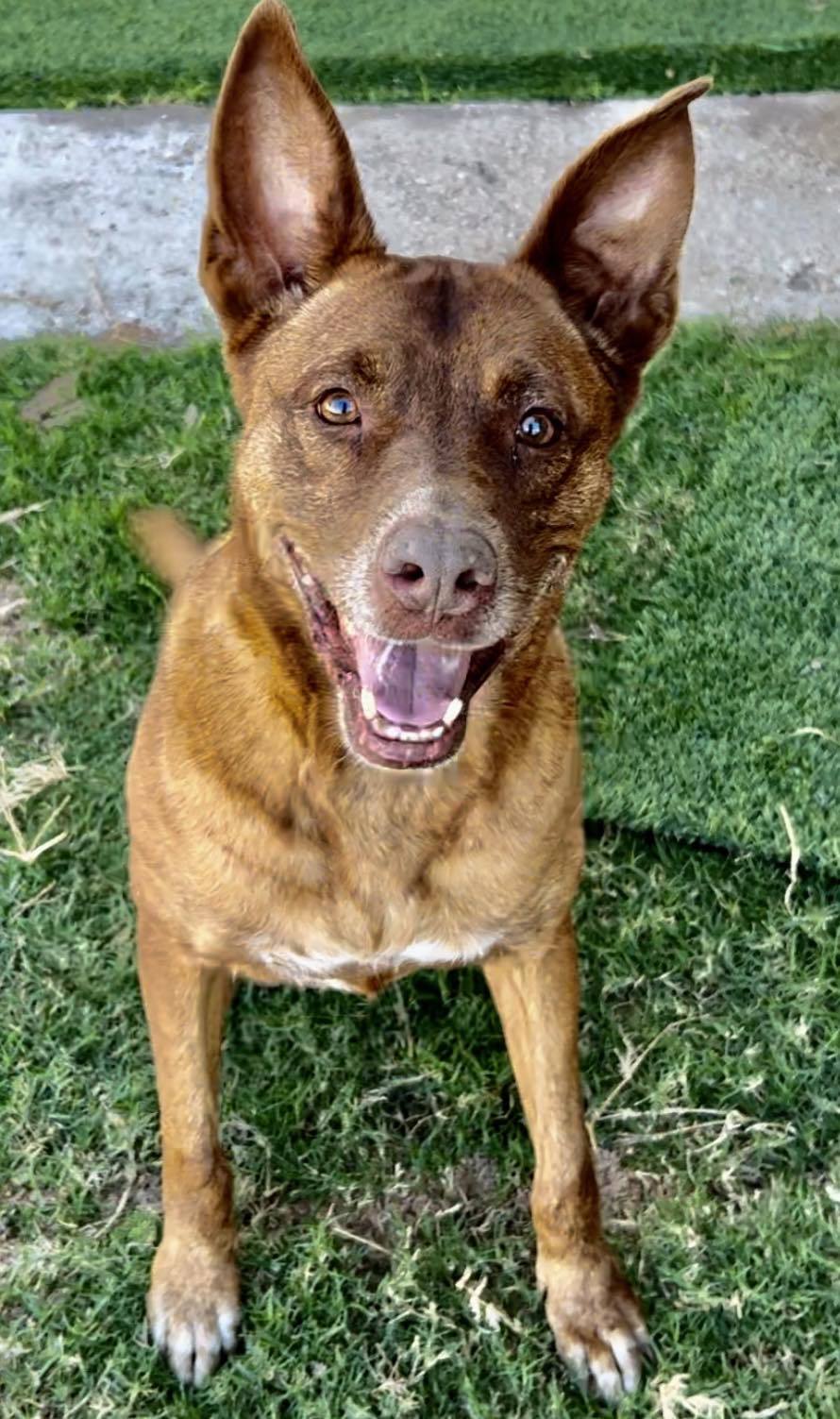 Remy, an adoptable Australian Cattle Dog / Blue Heeler in San Angelo , TX, 76904 | Photo Image 1