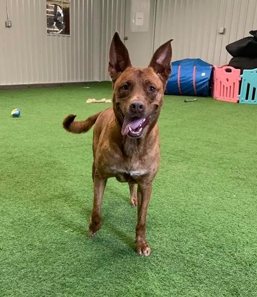 Remy, an adoptable Australian Cattle Dog / Blue Heeler in San Angelo , TX, 76904 | Photo Image 2