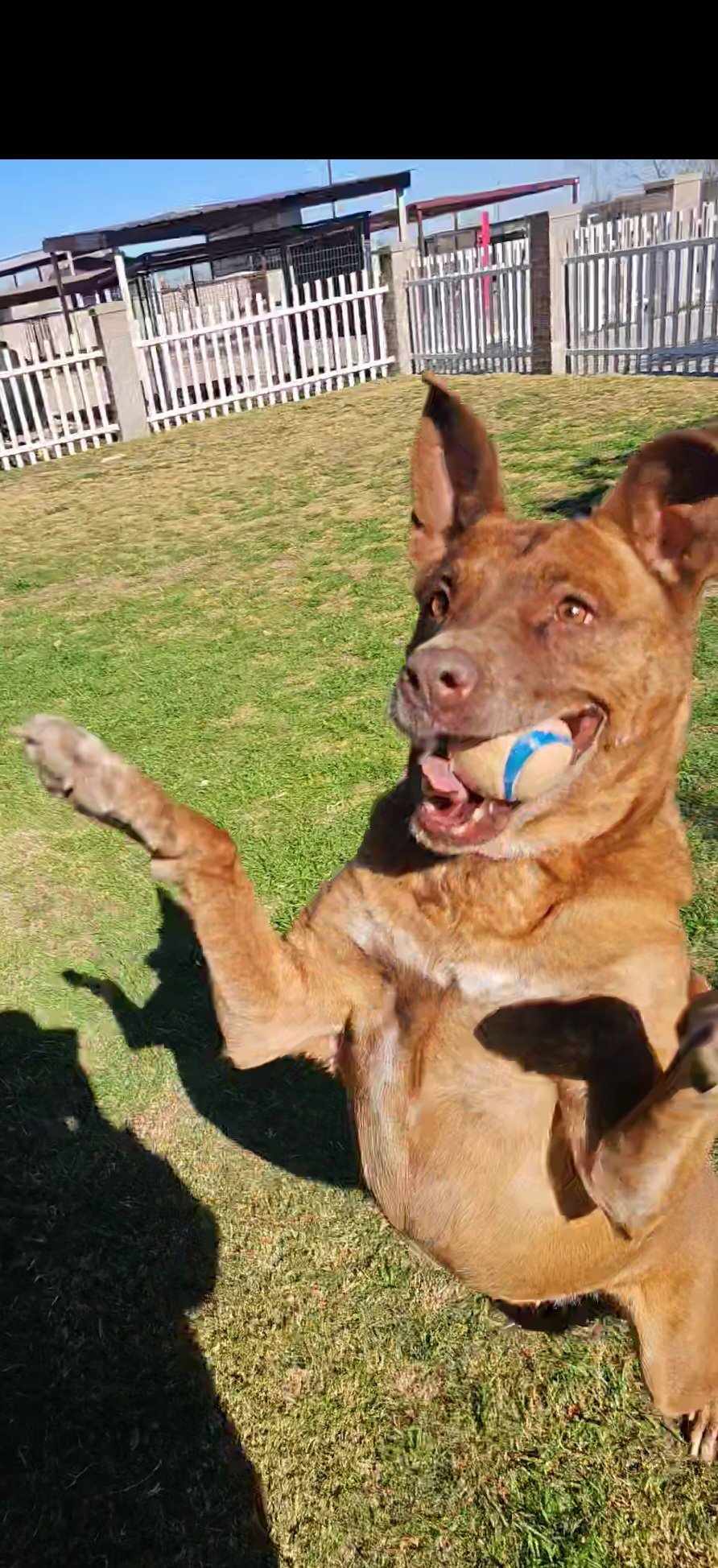 Remy, an adoptable Australian Cattle Dog / Blue Heeler in San Angelo , TX, 76904 | Photo Image 2
