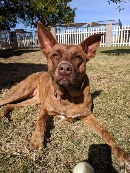 Remy, an adoptable Australian Cattle Dog / Blue Heeler in San Angelo , TX, 76904 | Photo Image 3