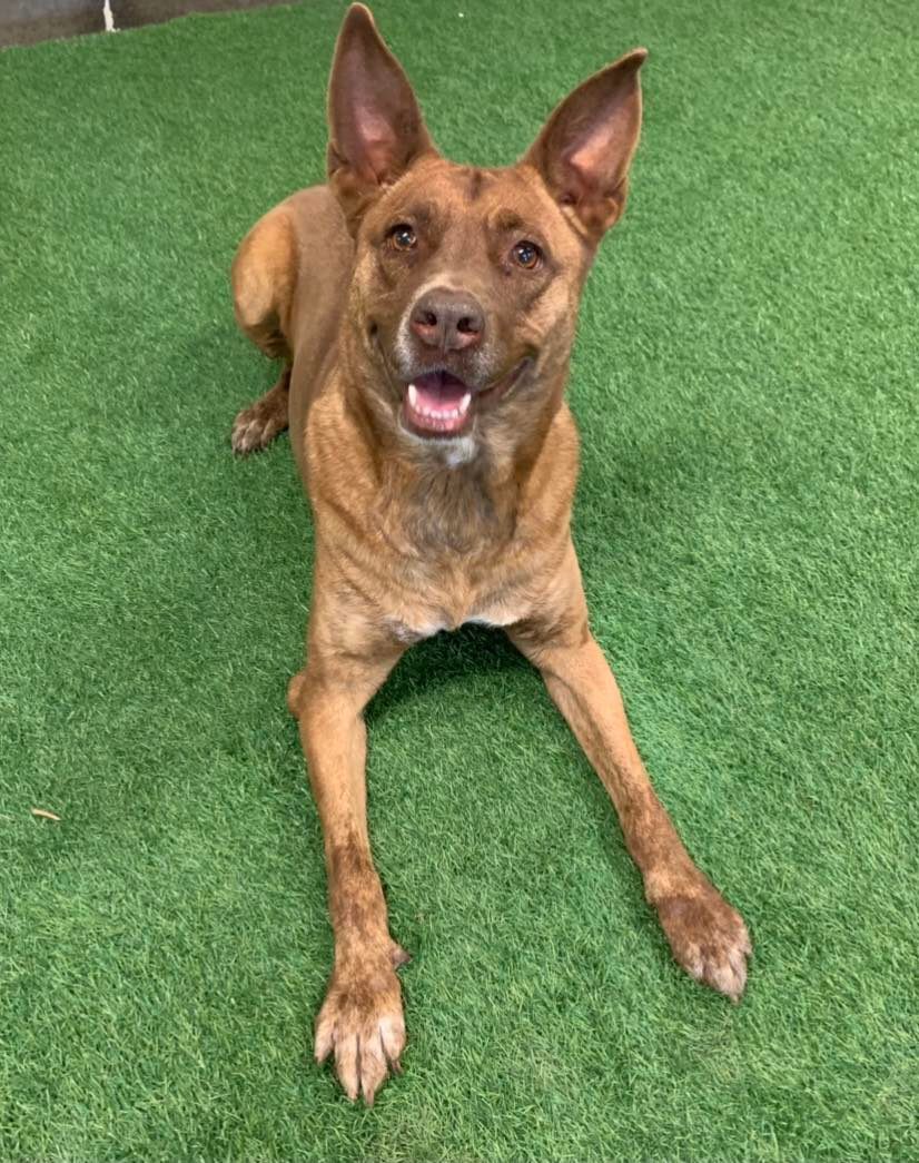 Remy, an adoptable Australian Cattle Dog / Blue Heeler in San Angelo , TX, 76904 | Photo Image 4