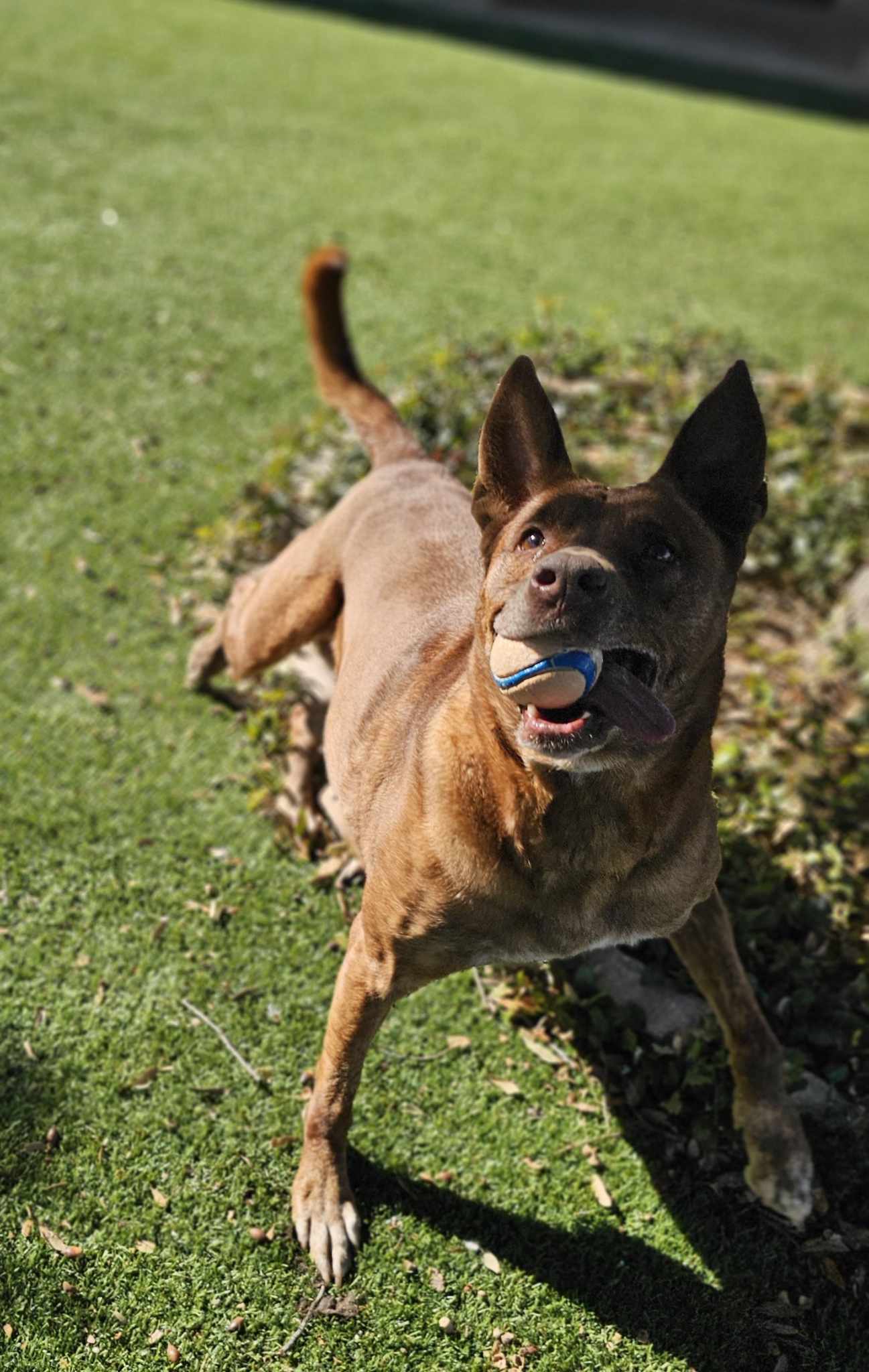Remy, an adoptable Australian Cattle Dog / Blue Heeler in San Angelo , TX, 76904 | Photo Image 6
