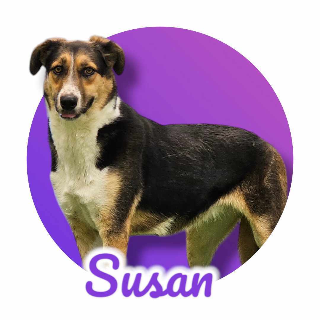 Susan, an adoptable Australian Cattle Dog / Blue Heeler, German Shepherd Dog in San Angelo , TX, 76904 | Photo Image 1