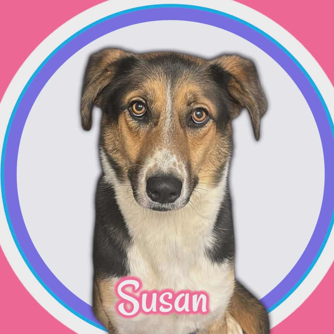 Susan, an adoptable Australian Cattle Dog / Blue Heeler, German Shepherd Dog in San Angelo , TX, 76904 | Photo Image 1
