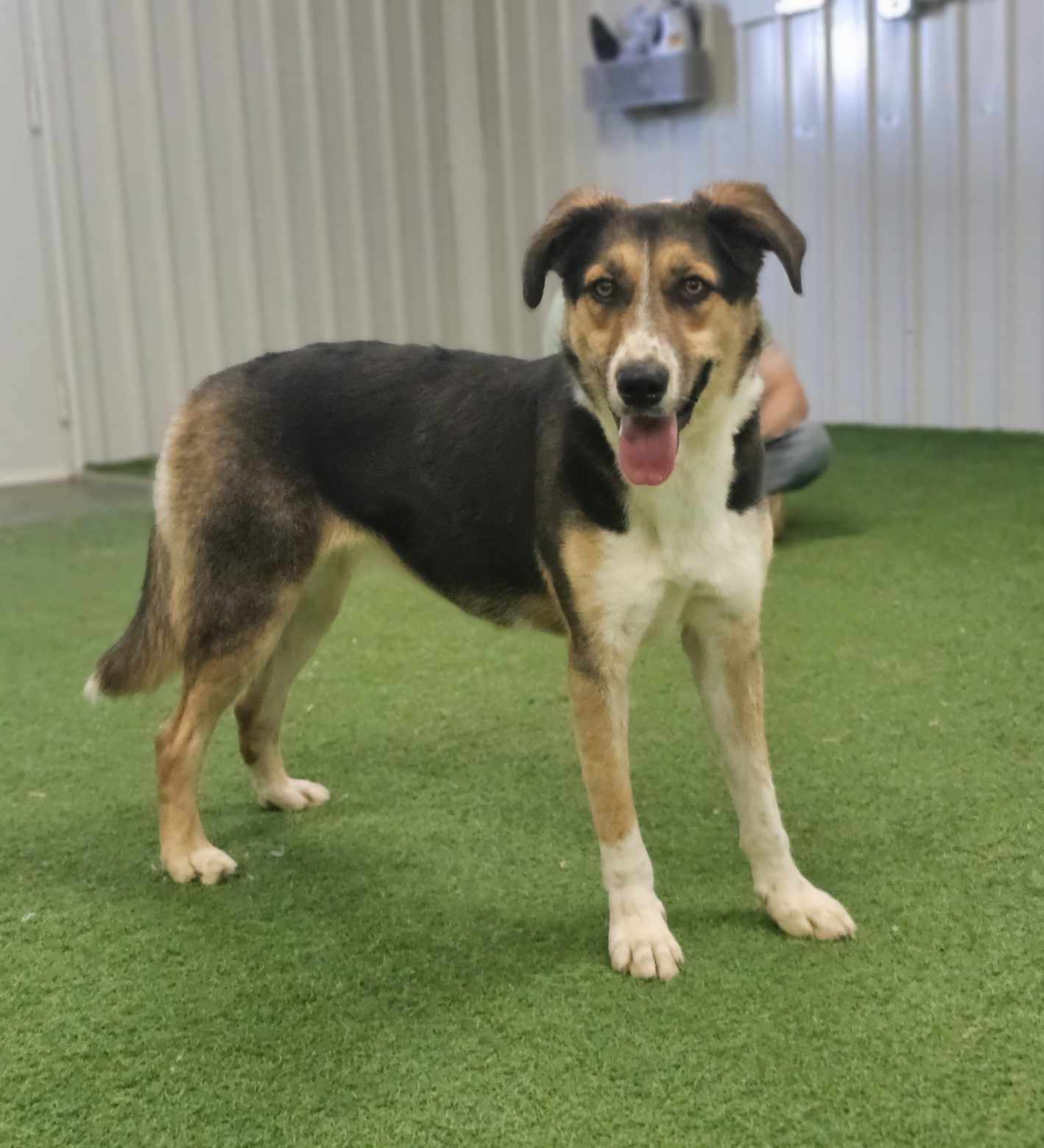 Susan, an adoptable Australian Cattle Dog / Blue Heeler, German Shepherd Dog in San Angelo , TX, 76904 | Photo Image 3
