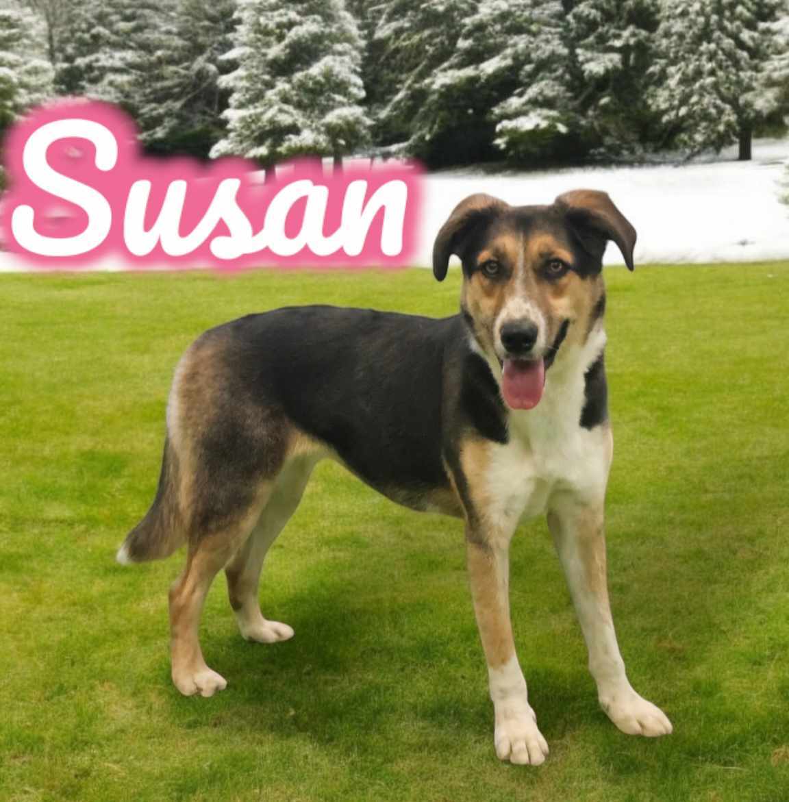Susan, an adoptable Australian Cattle Dog / Blue Heeler, German Shepherd Dog in San Angelo , TX, 76904 | Photo Image 4