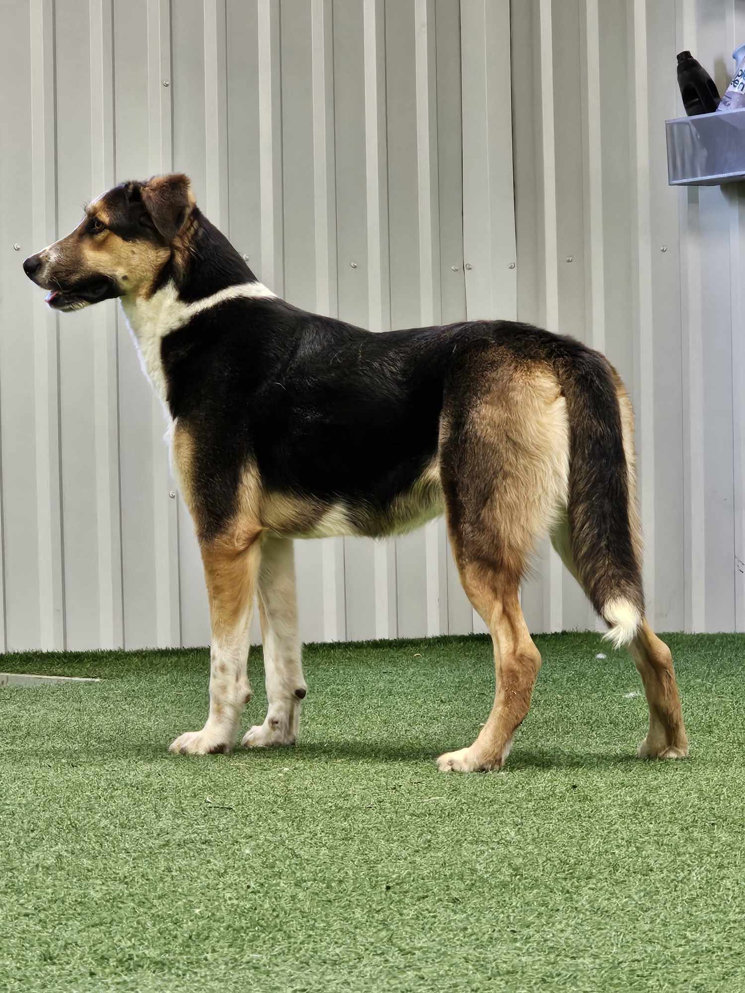 Susan, an adoptable Australian Cattle Dog / Blue Heeler, German Shepherd Dog in San Angelo , TX, 76904 | Photo Image 5