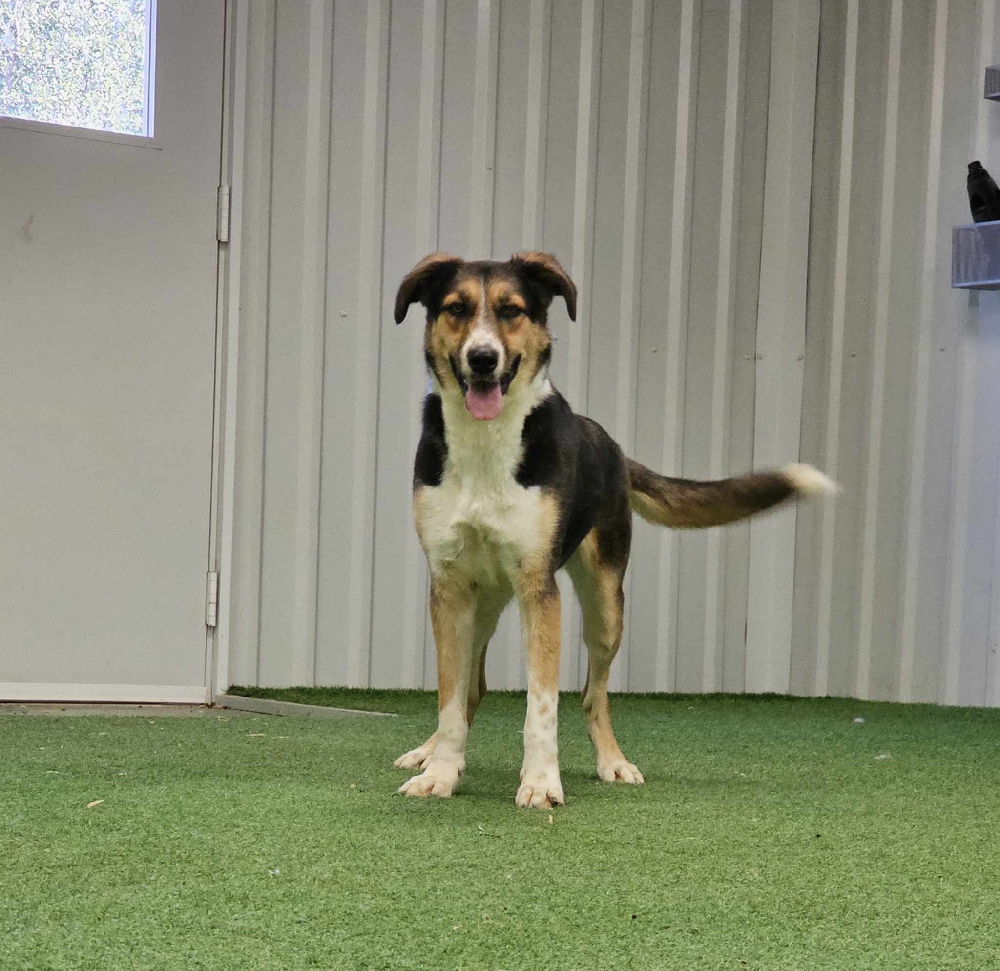 Susan, an adoptable Australian Cattle Dog / Blue Heeler, German Shepherd Dog in San Angelo , TX, 76904 | Photo Image 5