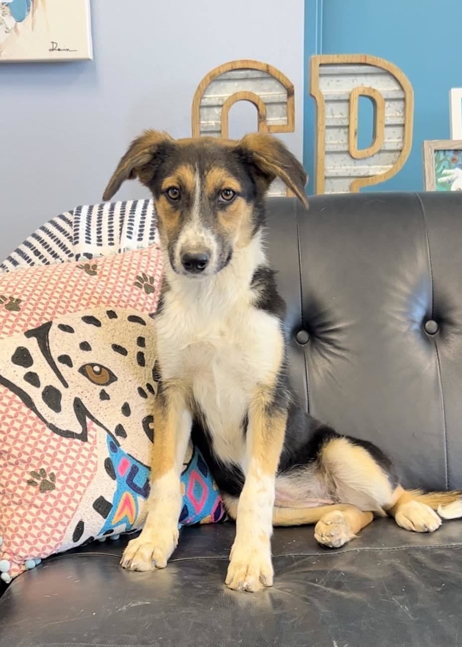 Susan, an adoptable Australian Cattle Dog / Blue Heeler, German Shepherd Dog in San Angelo , TX, 76904 | Photo Image 6