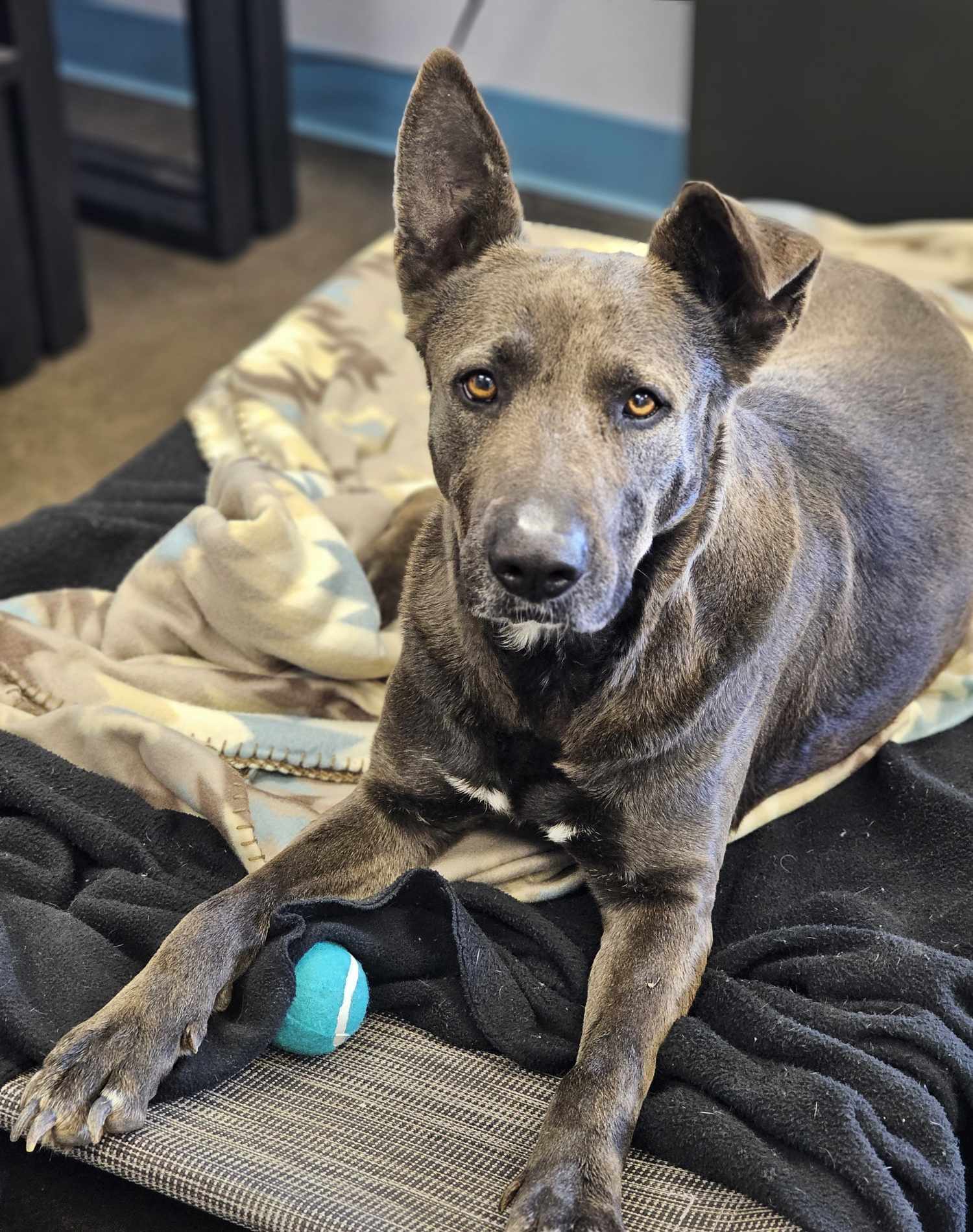 Hannah, an adoptable German Shepherd Dog in San Angelo , TX, 76904 | Photo Image 1