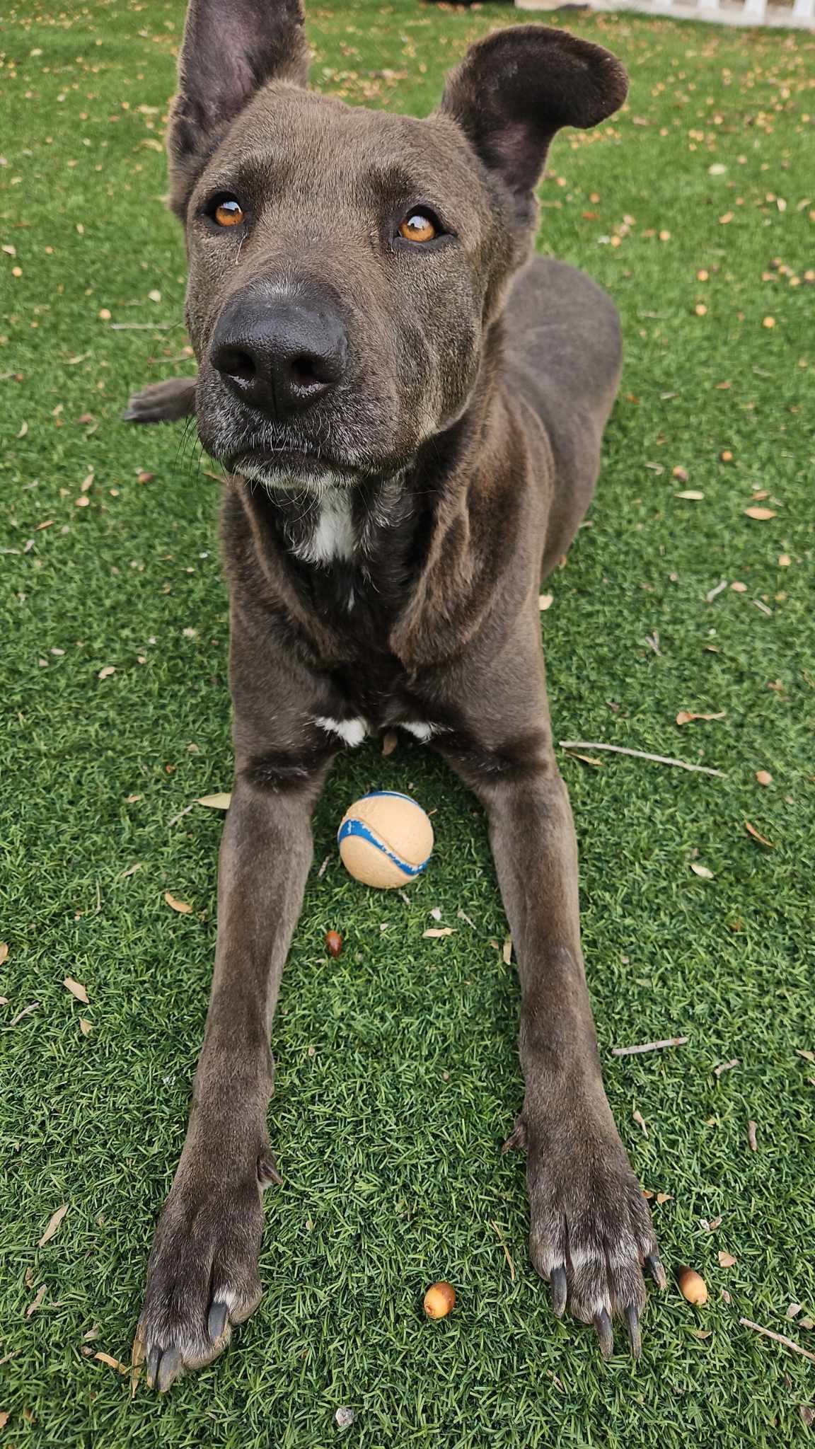 Hannah, an adoptable German Shepherd Dog in San Angelo , TX, 76904 | Photo Image 3