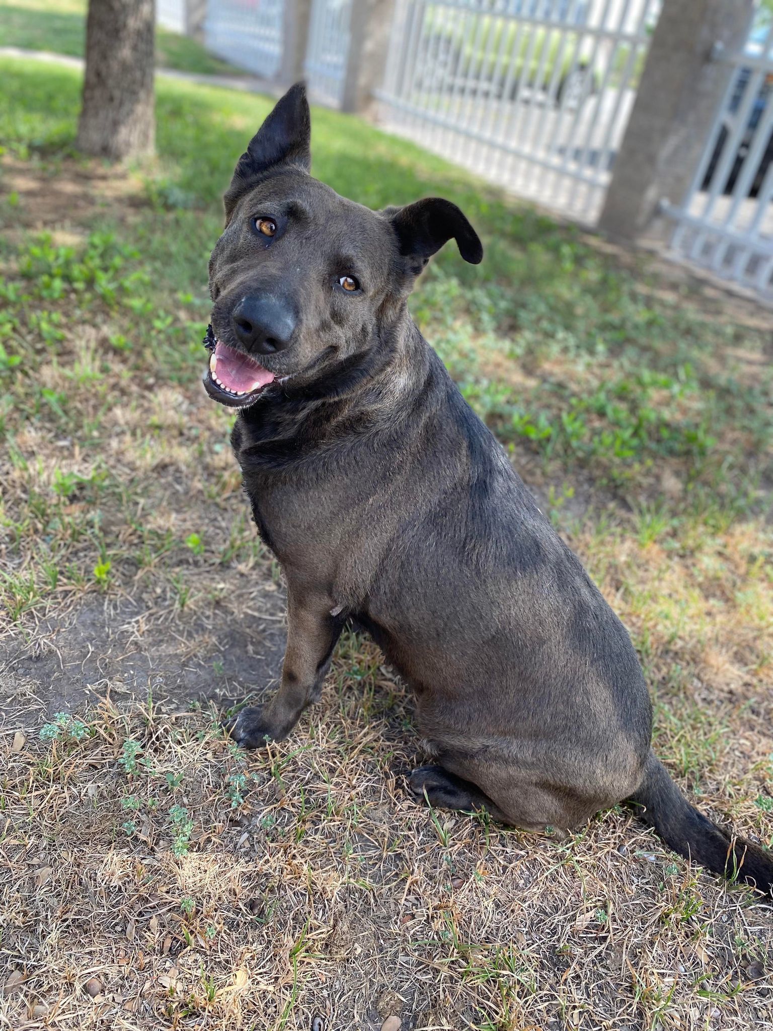 Hannah, an adoptable German Shepherd Dog in San Angelo , TX, 76904 | Photo Image 4
