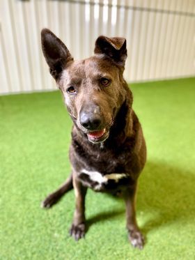 Hannah, an adoptable German Shepherd Dog in San Angelo , TX, 76904 | Photo Image 6