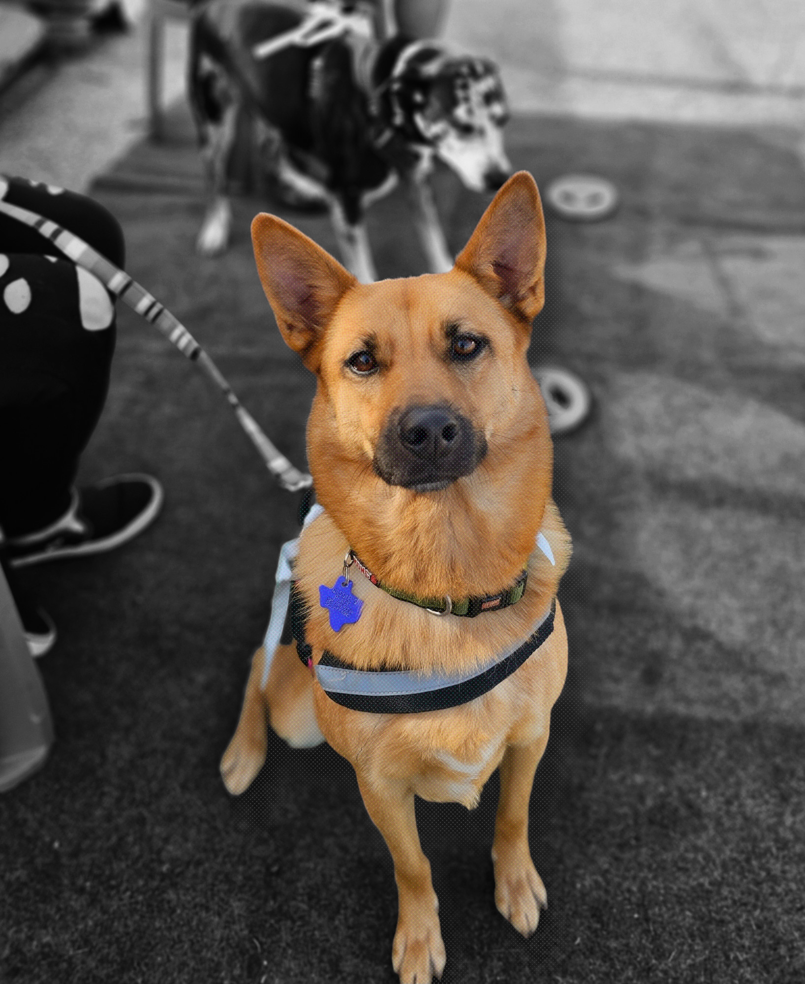 Meg, an adoptable Belgian Shepherd / Malinois, German Shepherd Dog in San Angelo , TX, 76904 | Photo Image 1