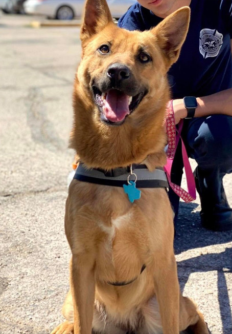 Meg, an adoptable Belgian Shepherd / Malinois, German Shepherd Dog in San Angelo , TX, 76904 | Photo Image 2