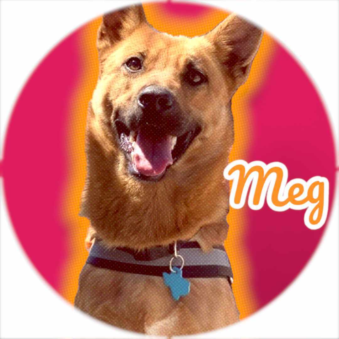 Meg, an adoptable Belgian Shepherd / Malinois, German Shepherd Dog in San Angelo , TX, 76904 | Photo Image 2