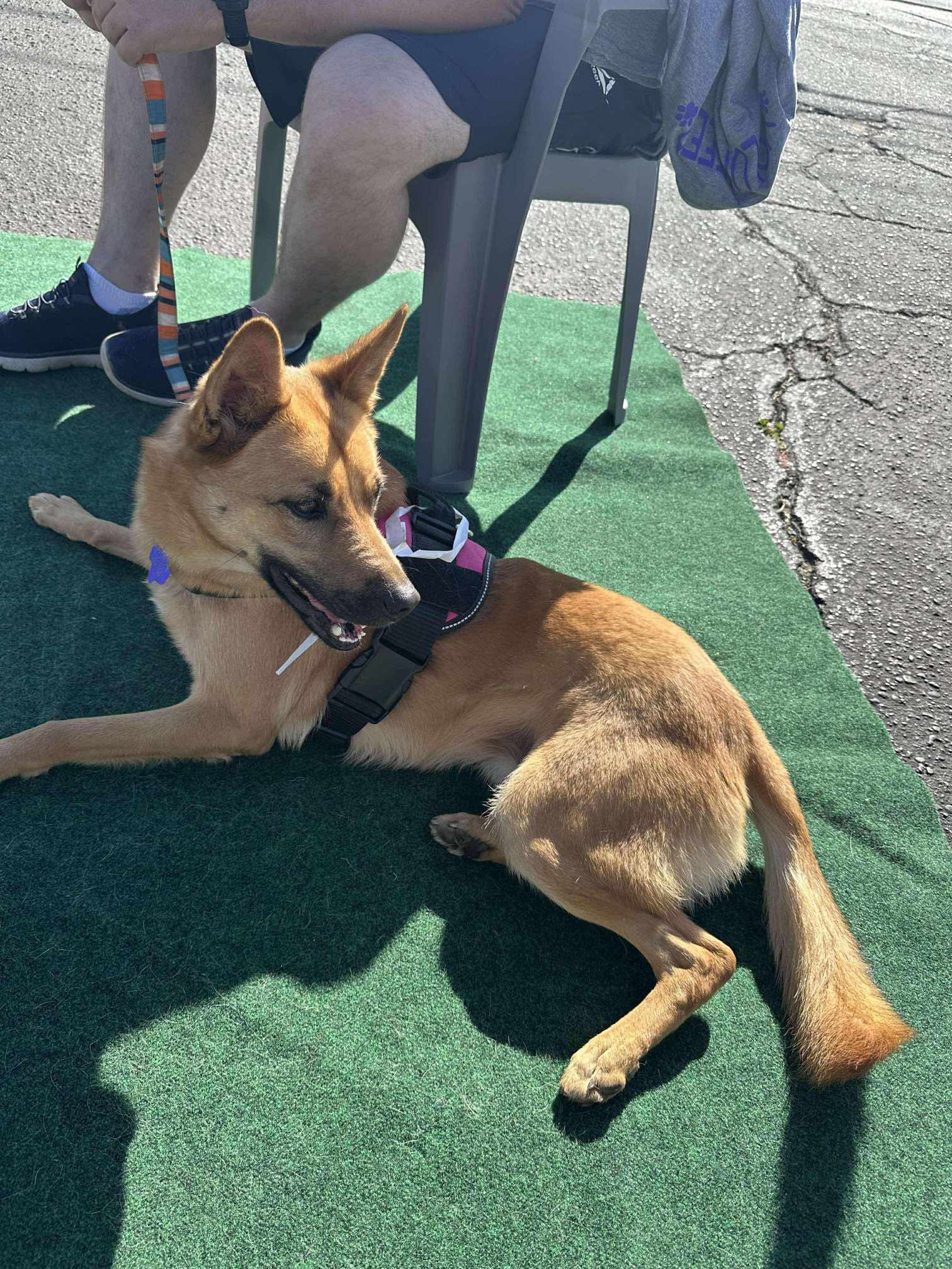 Meg, an adoptable Belgian Shepherd / Malinois, German Shepherd Dog in San Angelo , TX, 76904 | Photo Image 3